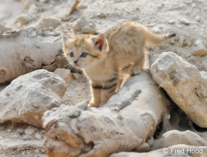sand cat (1 month old)