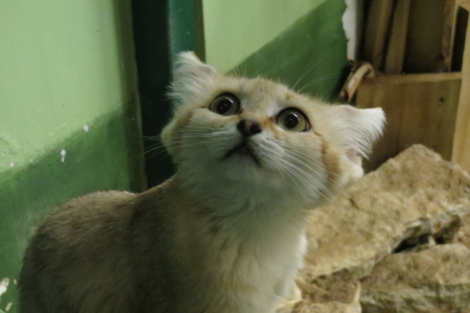 Sand Cat 101012