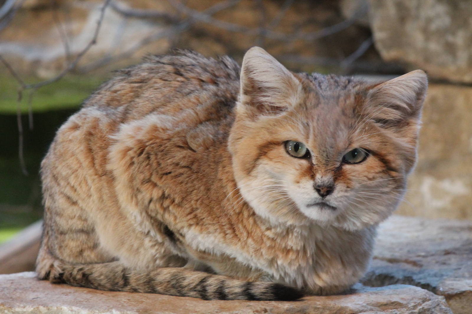 Sand Cat - 11th April 2013