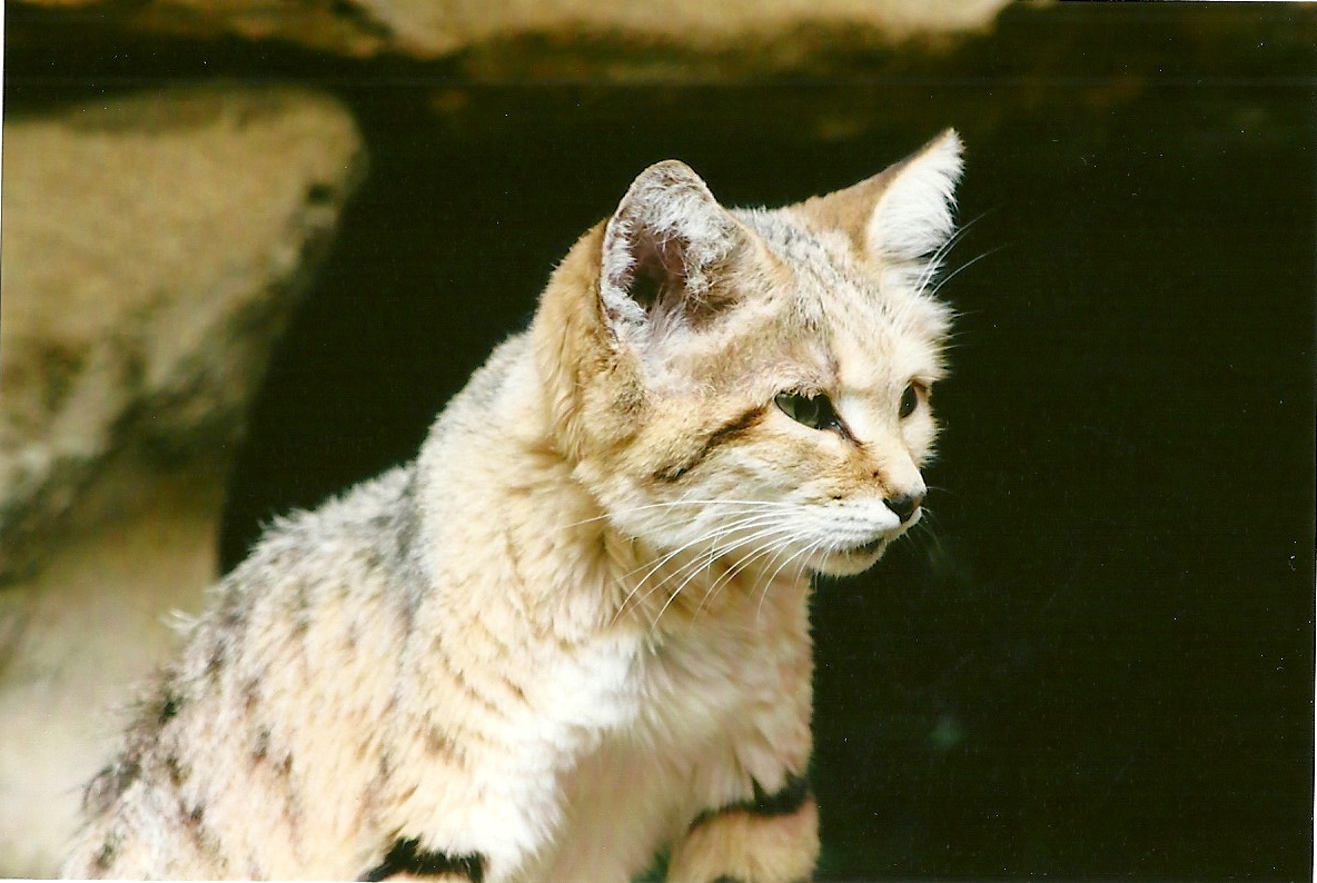 Sand Cat 12th September 2012