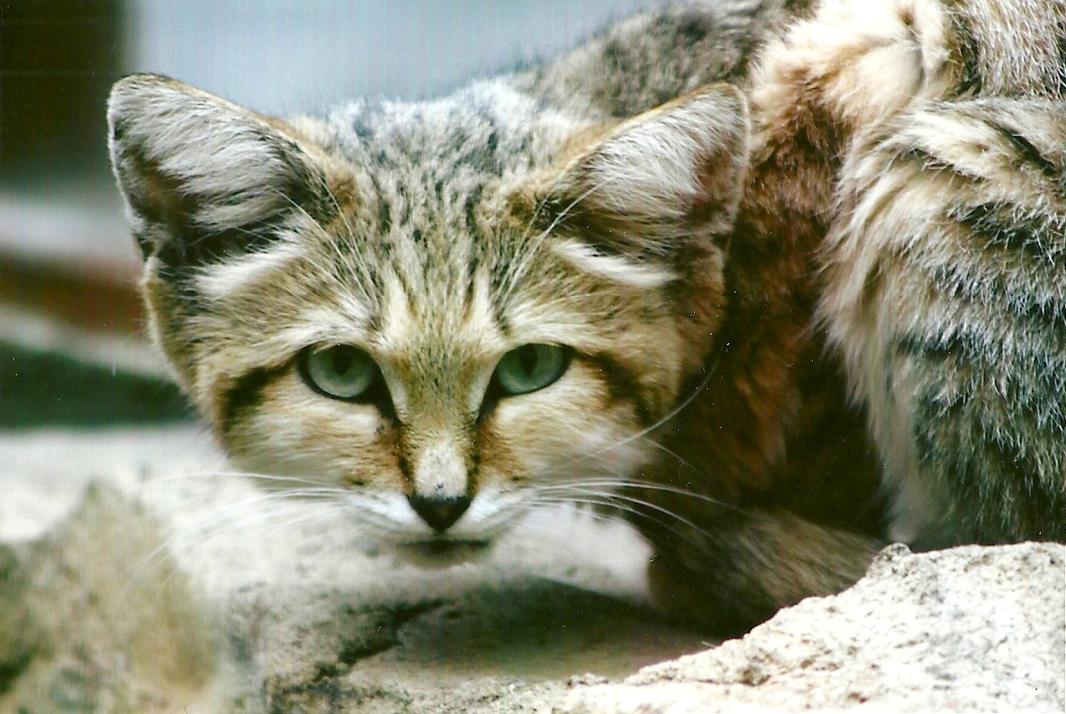 Sand Cat 12th September 2012