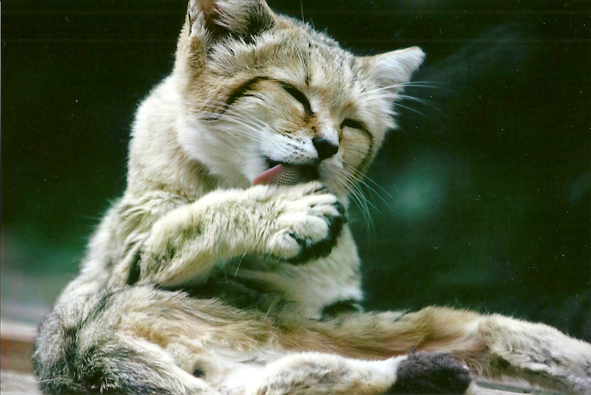 Sand Cat 12th September 2012