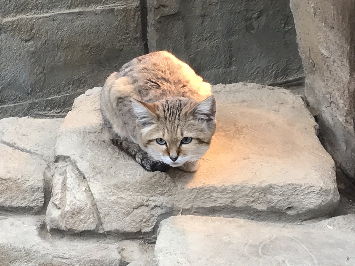 Sand cat 150418