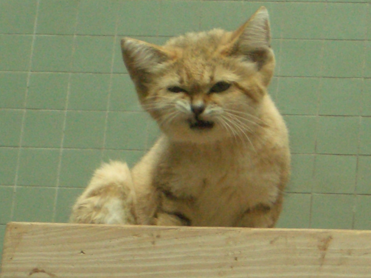 Sand Cat 2005