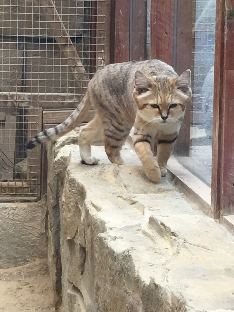 Sand cat 250617