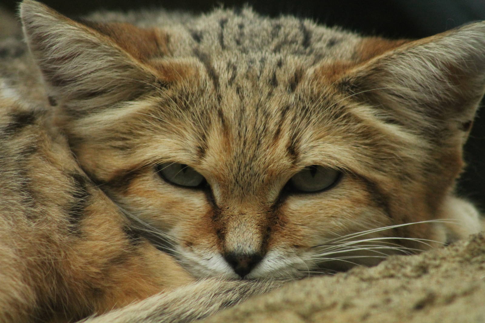 Sand Cat - 2nd August 2014