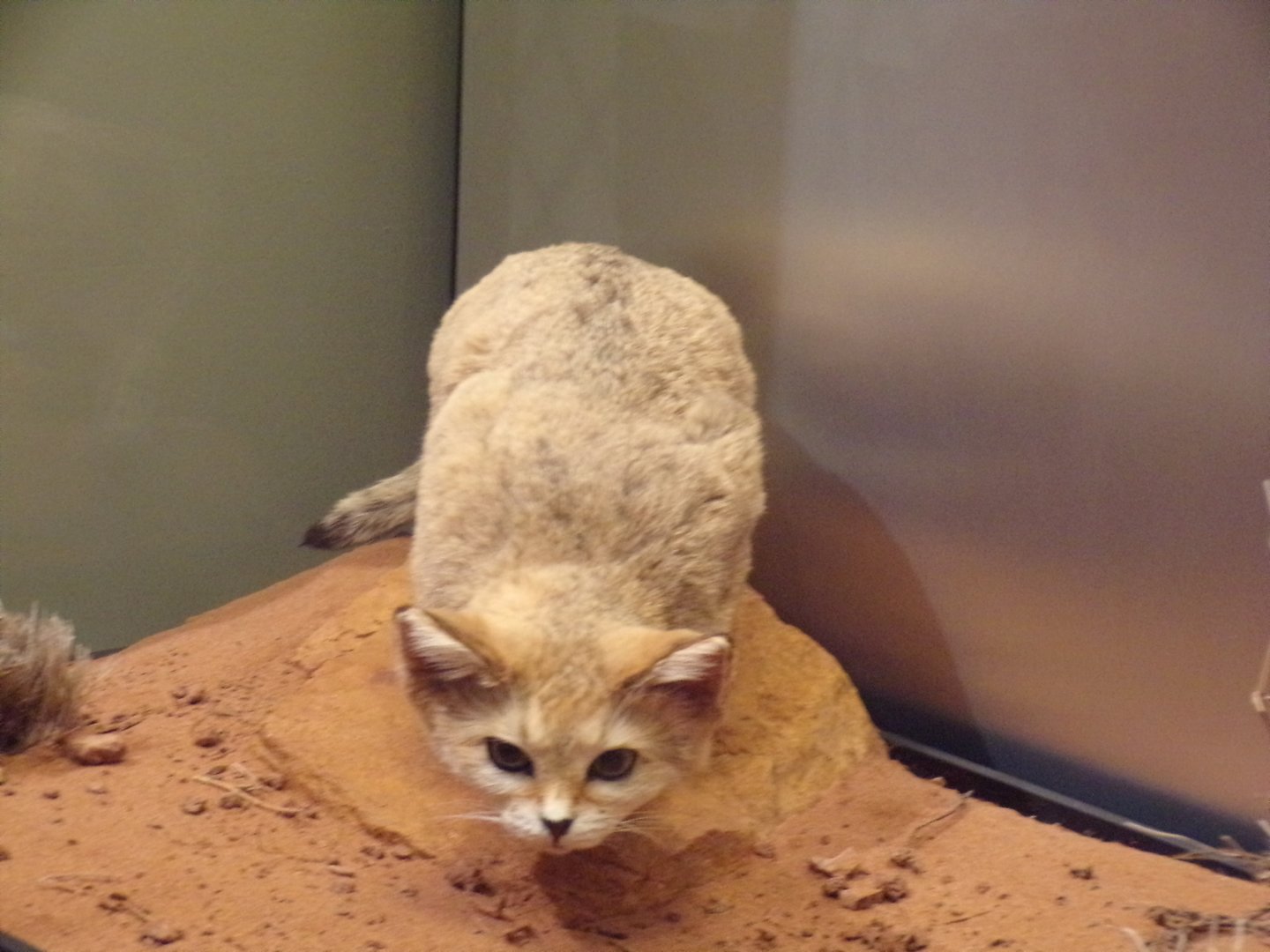 Sand cat 30.12.22
