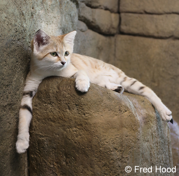 sand cat (4 months)