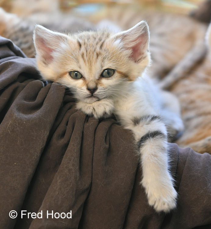 sand cat (7 weeks)