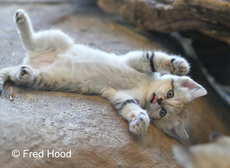 sand cat (7 weeks)