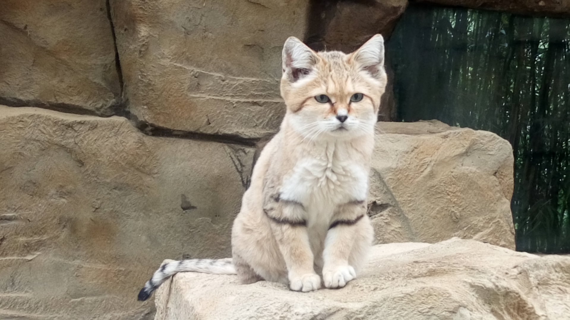 Sand Cat 8/10/20