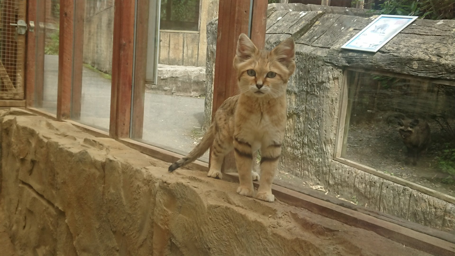 Sand Cat 8/7/19