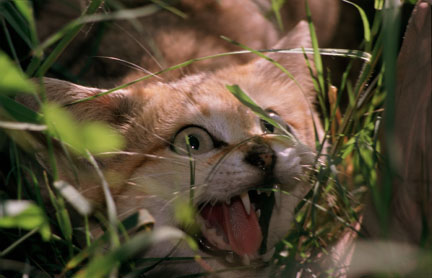 sand cat at BCR