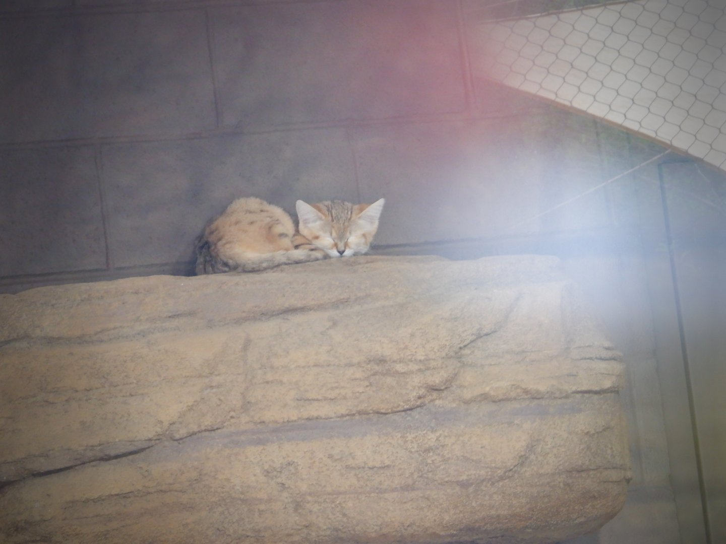 Sand Cat at the Greensboro Science Center