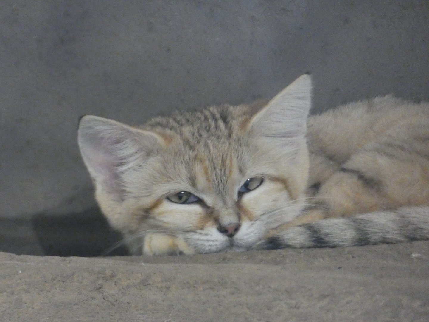 Sand Cat at the Greensboro Science Center