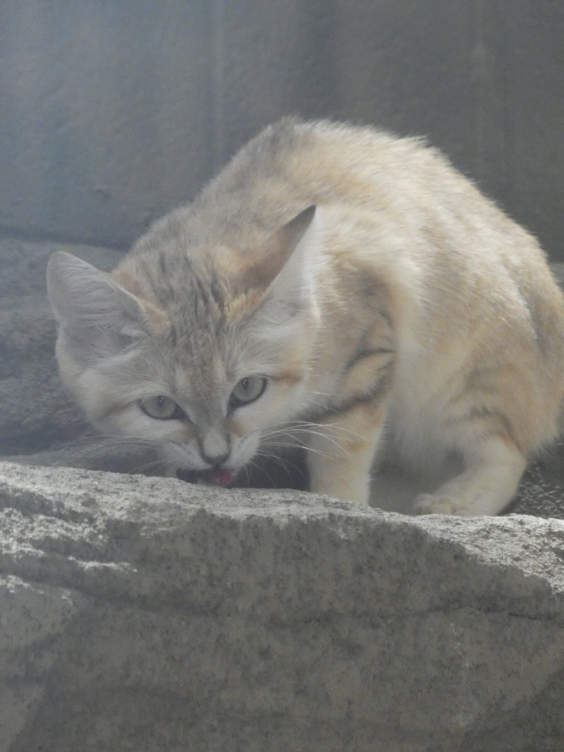 Sand Cat at the Greensboro Science Center