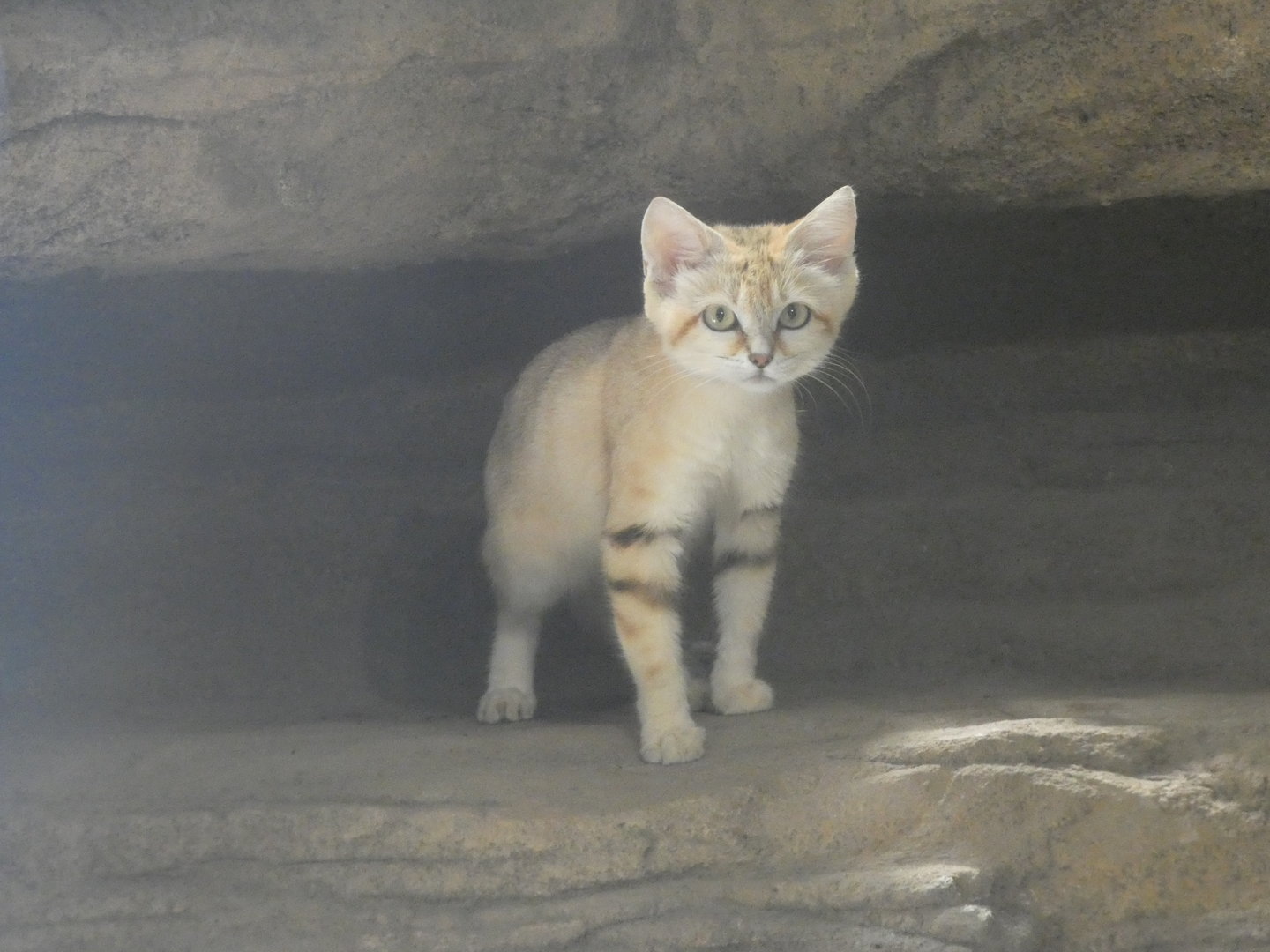 Sand Cat at the Greensboro Science Center