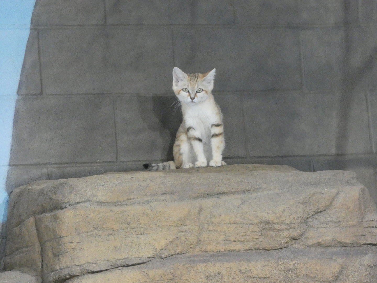Sand Cat at the Greensboro Science Center