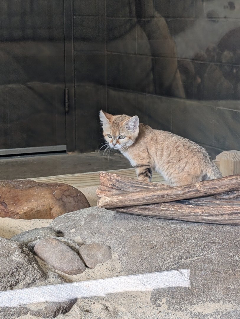 Sand Cat at the Greensboro Science Center