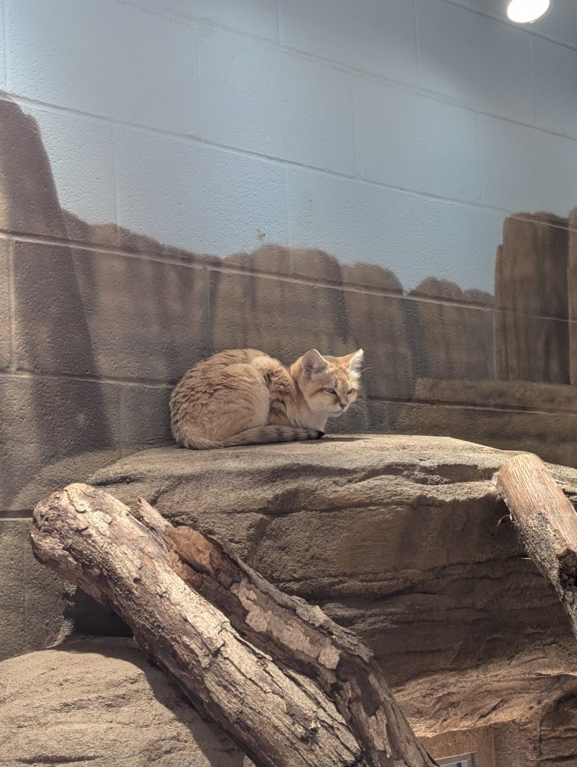 Sand Cat at the Greensboro Science Center