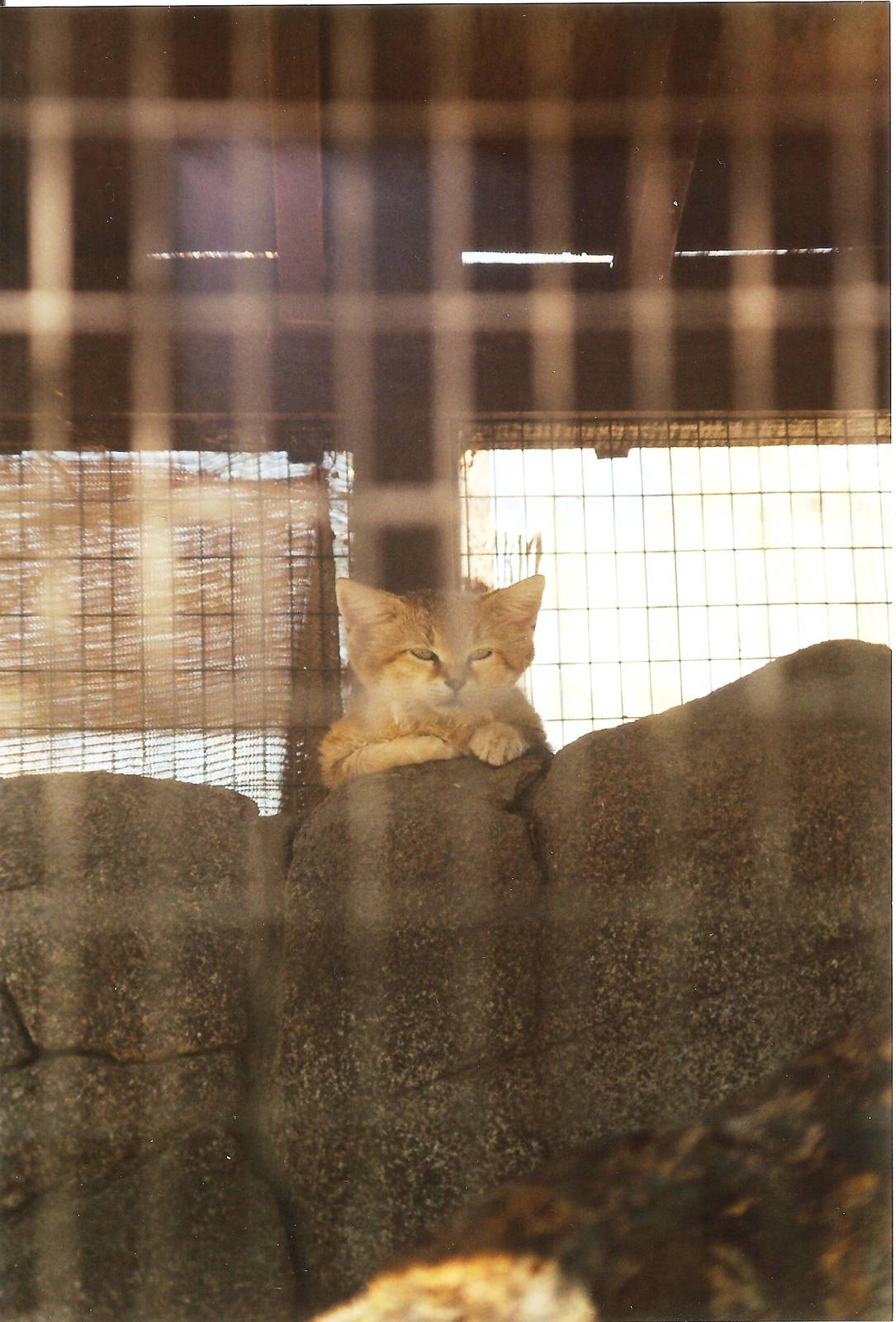 Sand Cat at The Living Desert, 1998