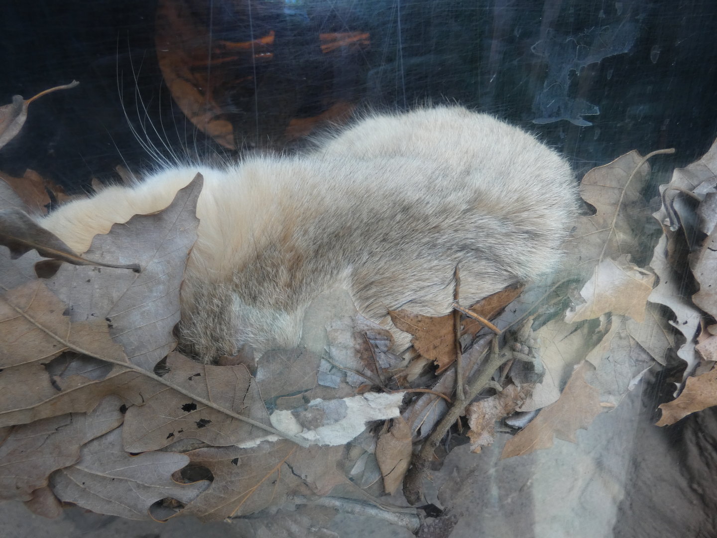 Sand Cat at the North Carolina Zoo