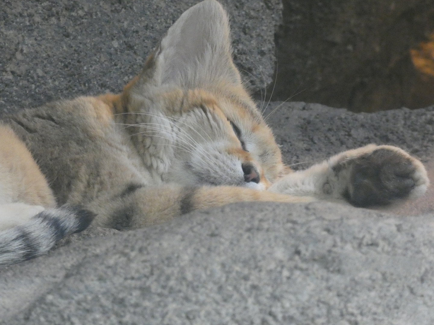 Sand Cat at the North Carolina Zoo