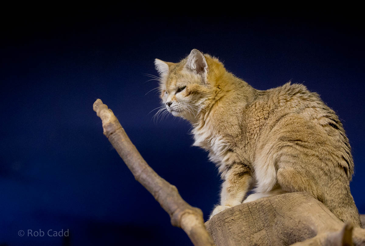 Sand cat : Bristol : 22 Sep 2015