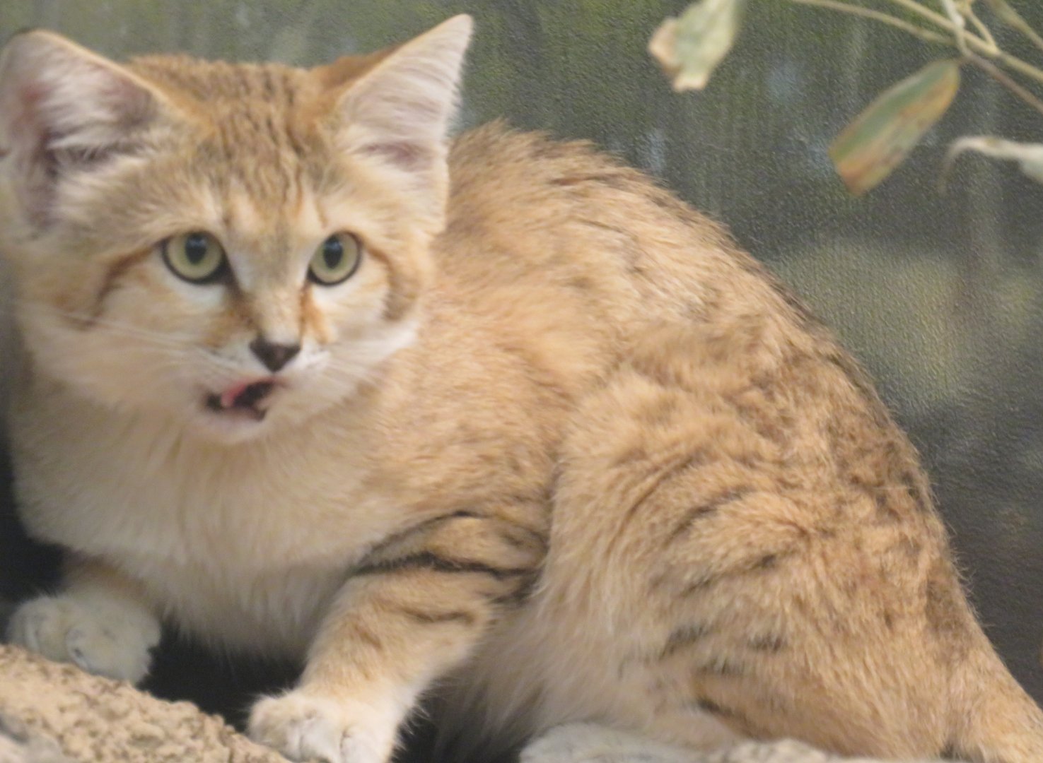 Sand cat eating a mouse