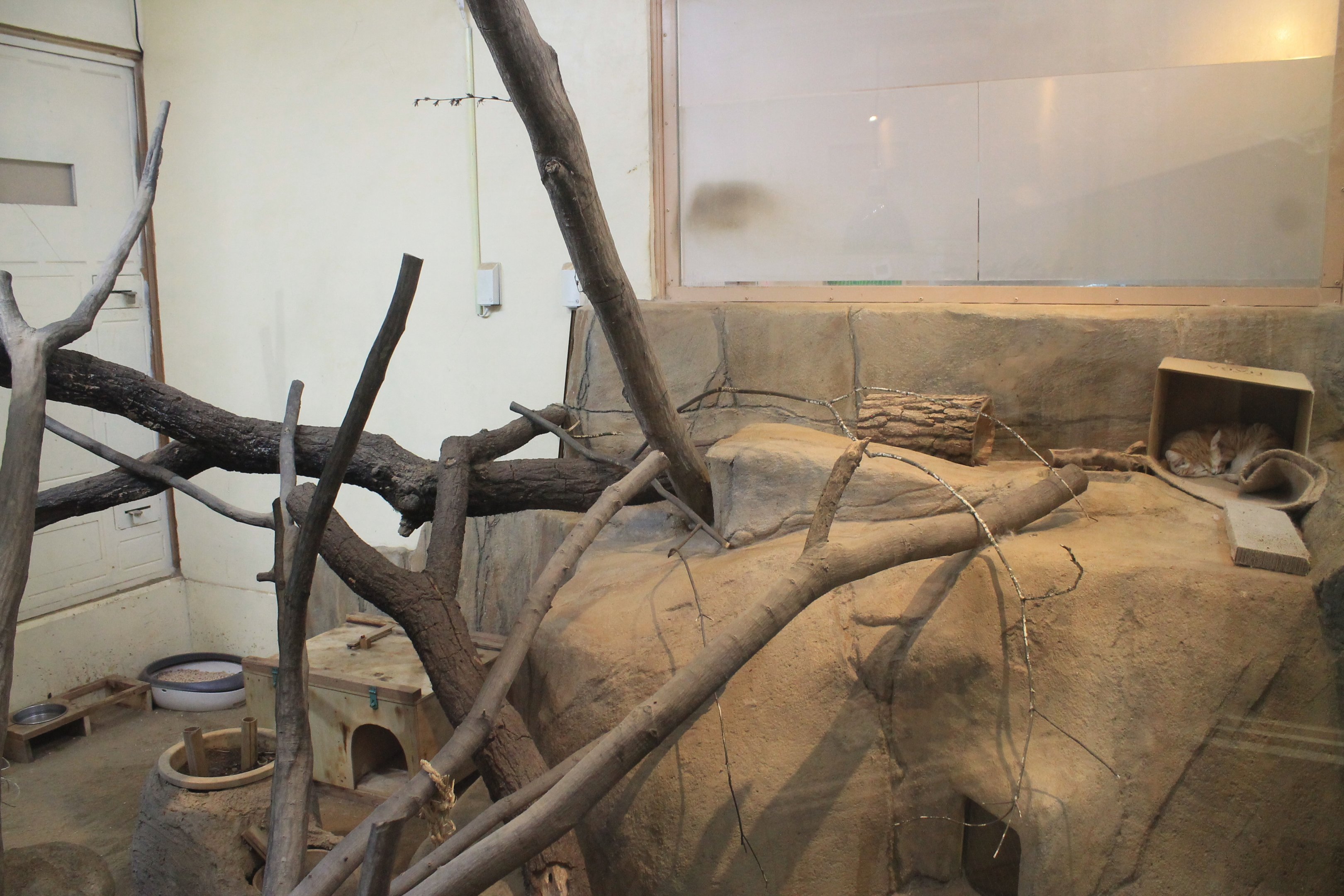 Sand Cat enclosure - Saitama Childrens Zoo