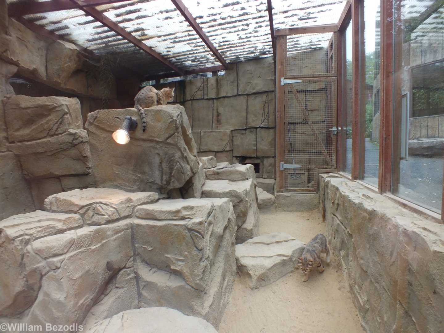Sand Cat Enclosure