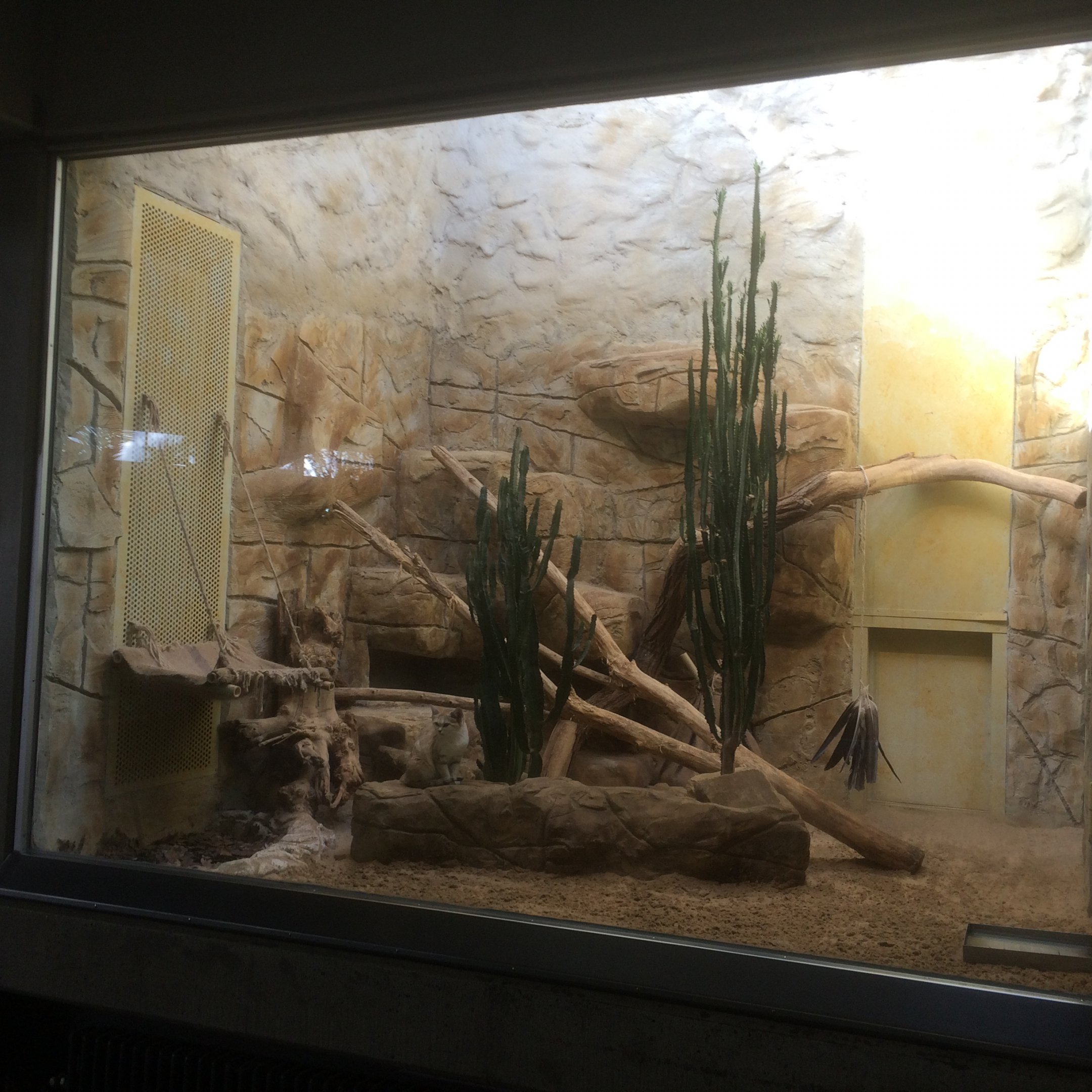 Sand cat enclosure