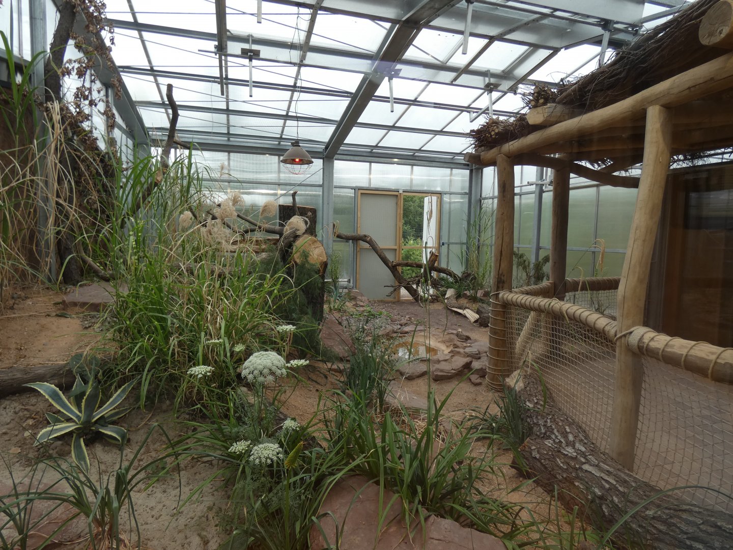 Sand Cat Enclosure