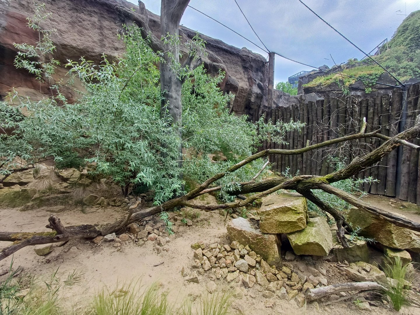 Sand Cat- enclosure
