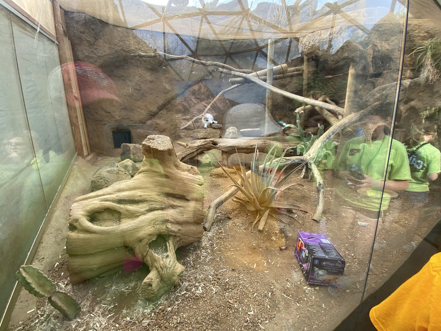 Sand Cat Exhibit - 6/15/2023