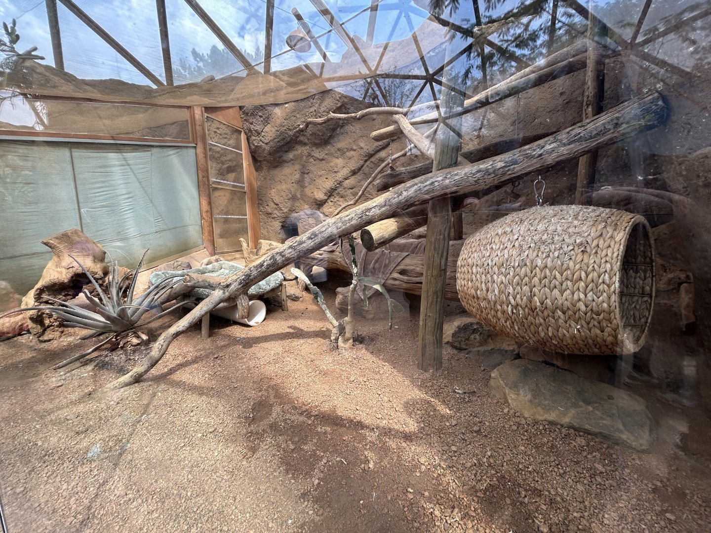 Sand Cat Exhibit - Desert Dome