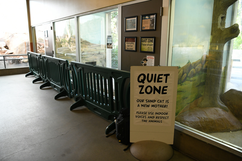 sand cat exhibit (kittens)