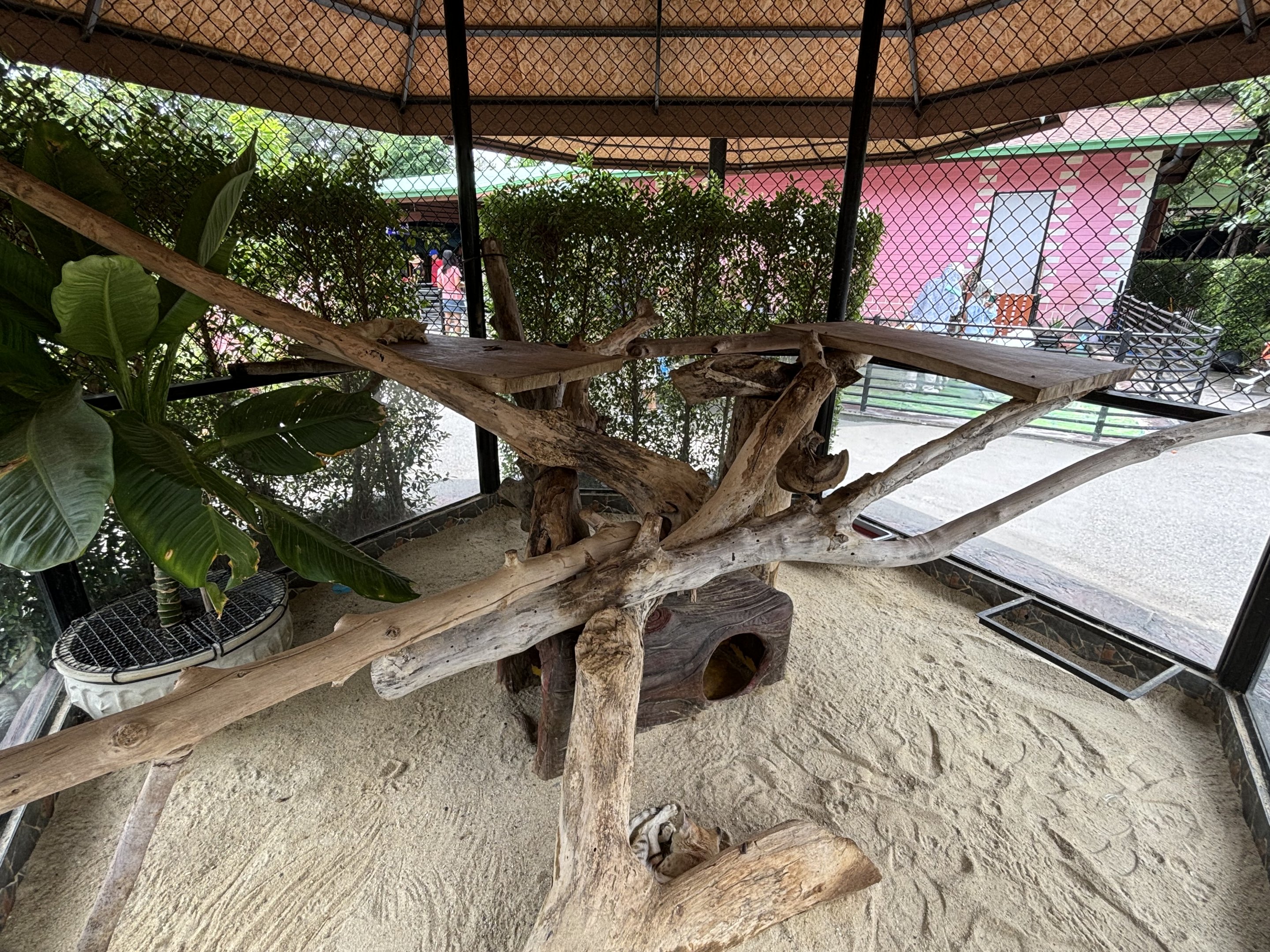 Sand Cat Exhibit - Lion Park