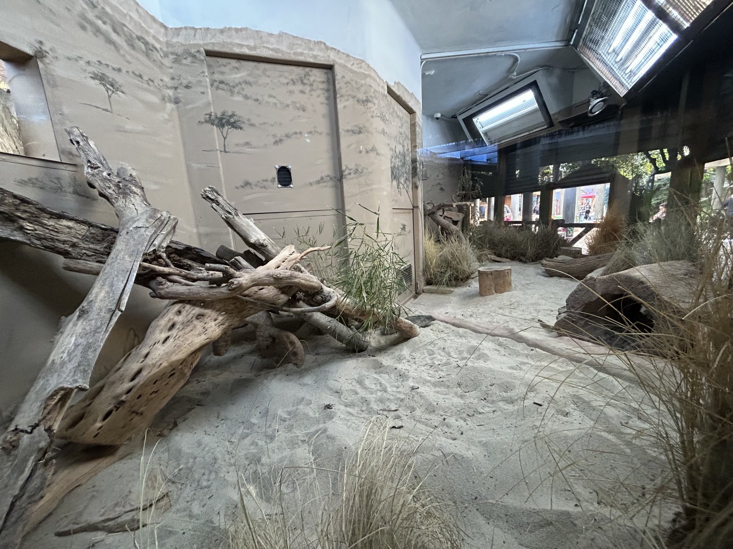 Sand Cat Exhibit - Nairobi Village