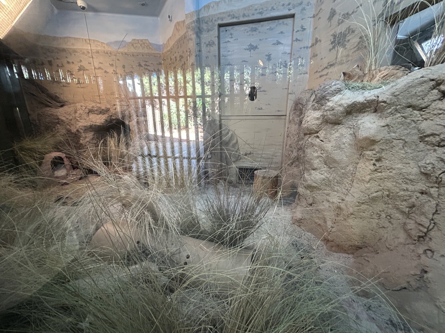 Sand Cat Exhibit - Nairobi Village