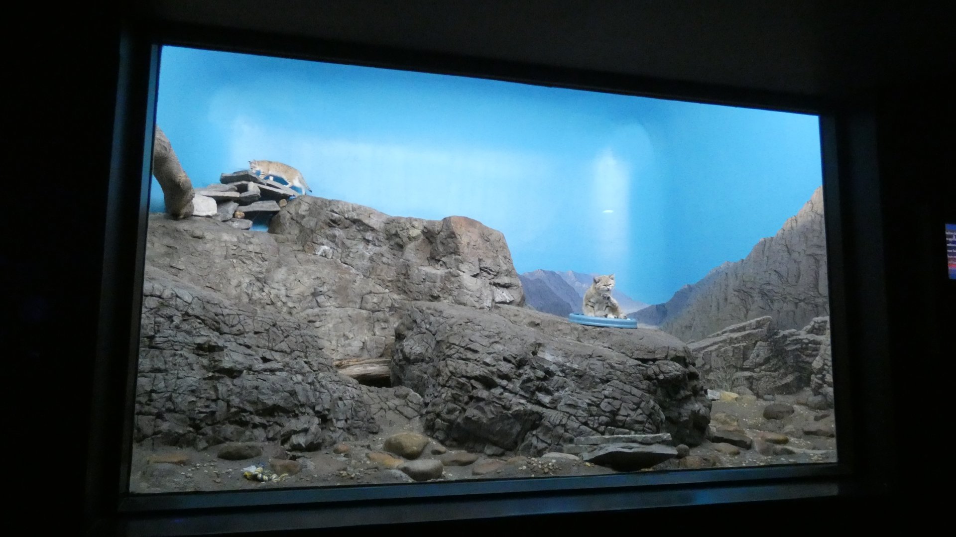 Sand Cat Exhibit, Night Hunters - Aug. 2021