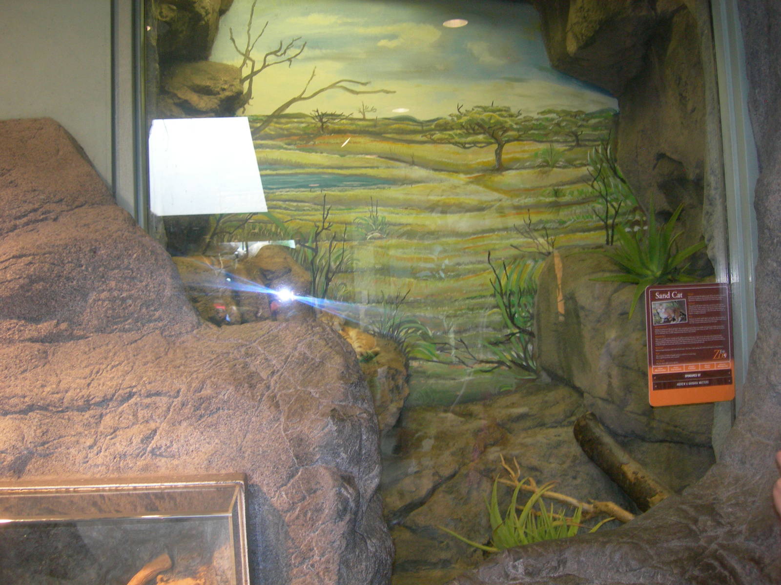 Sand Cat Exhibit