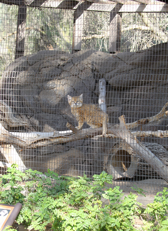 sand cat exhibit