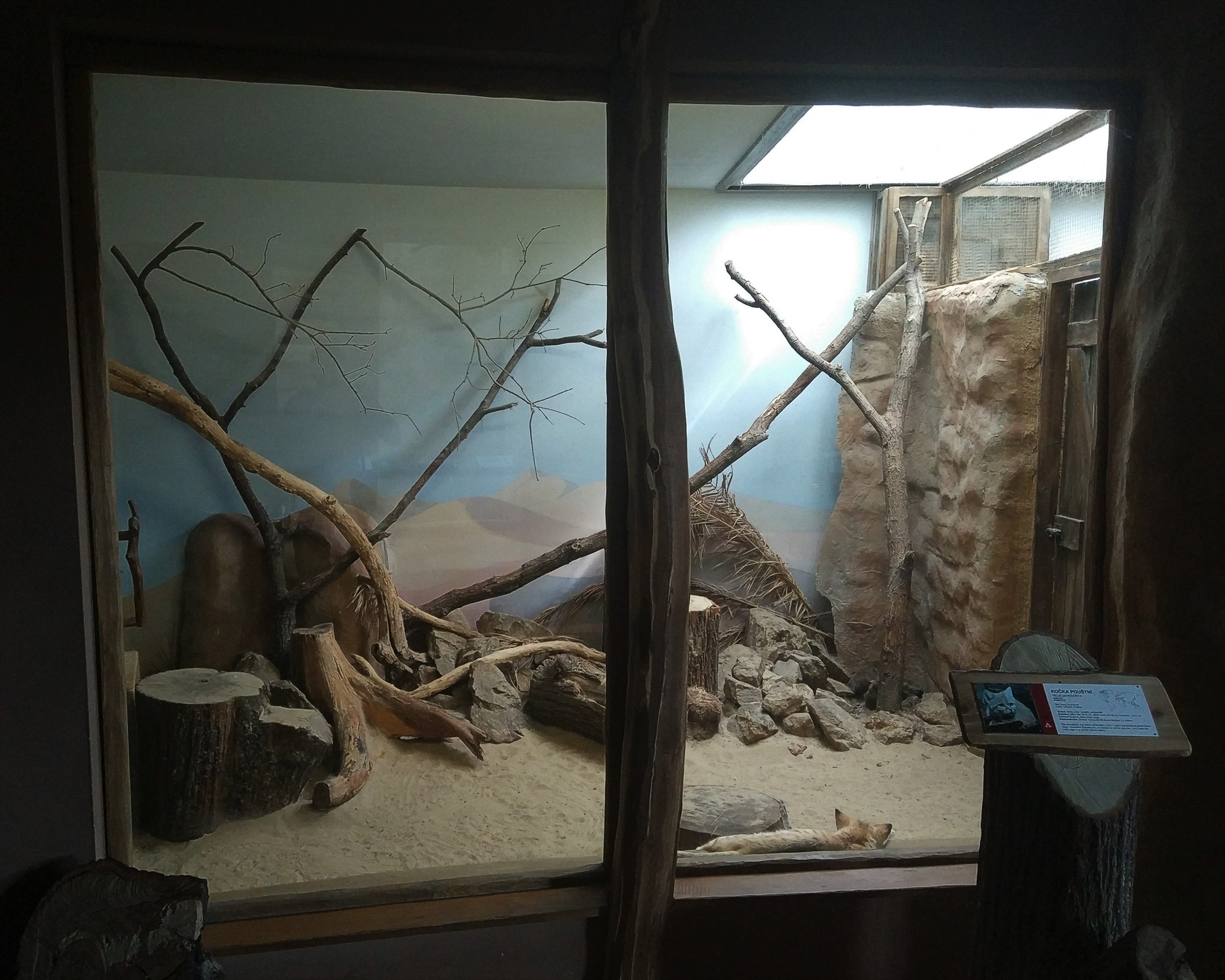 Sand Cat Exhibit