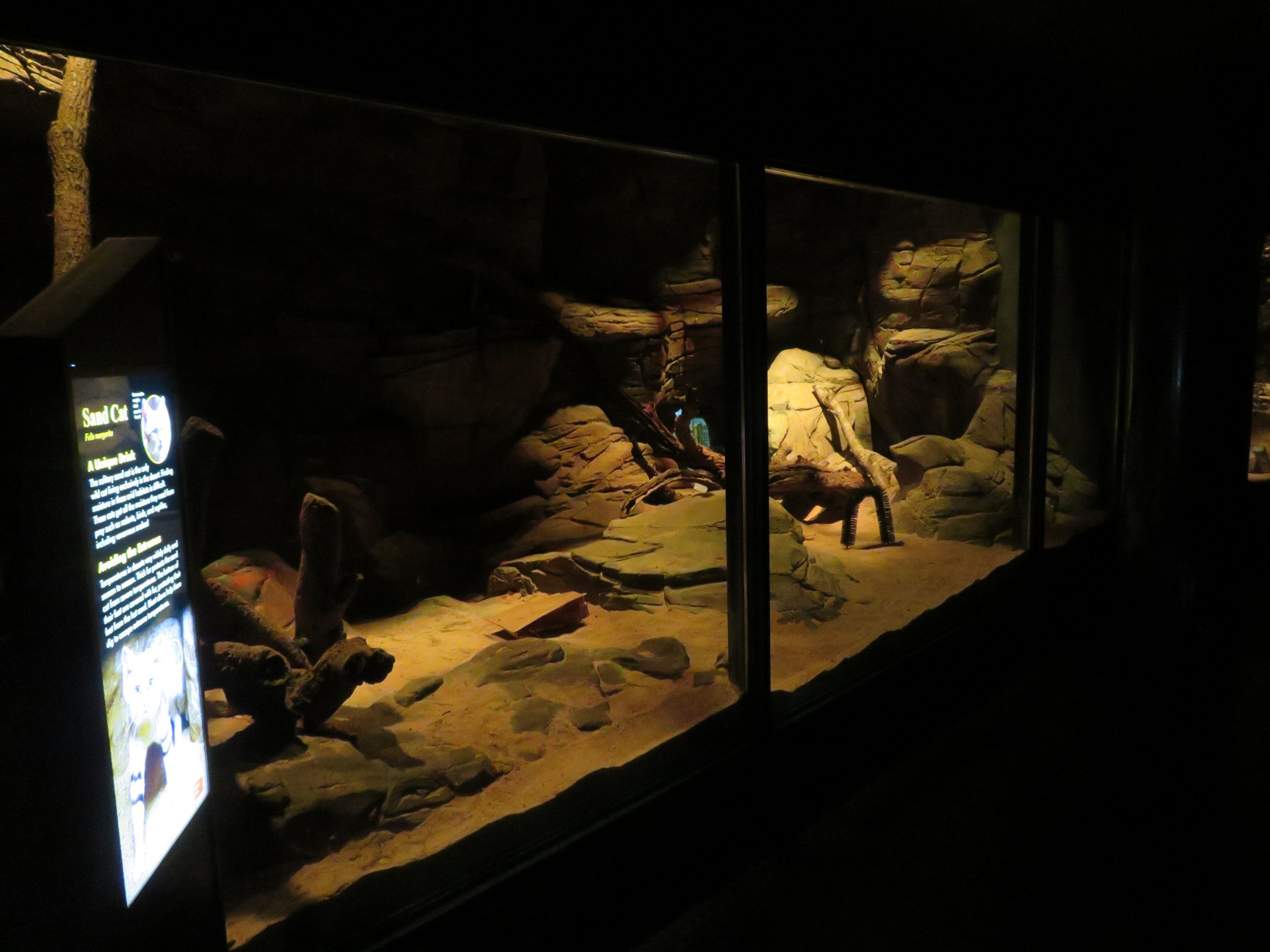 Sand Cat Exhibit