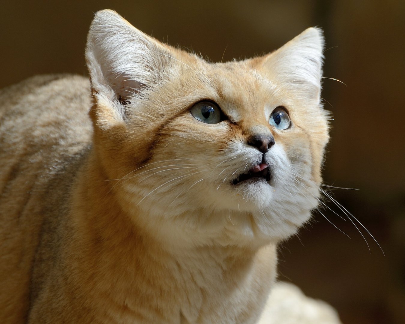 Sand Cat - Exmoor Zoo 2019