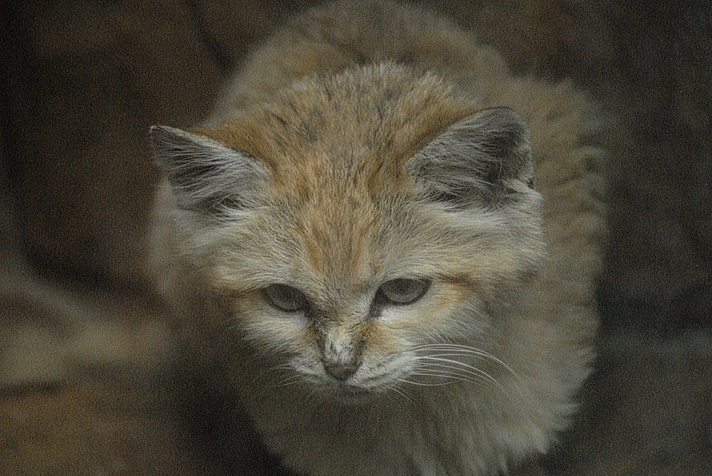 Sand Cat - Exmoor Zoo 2025