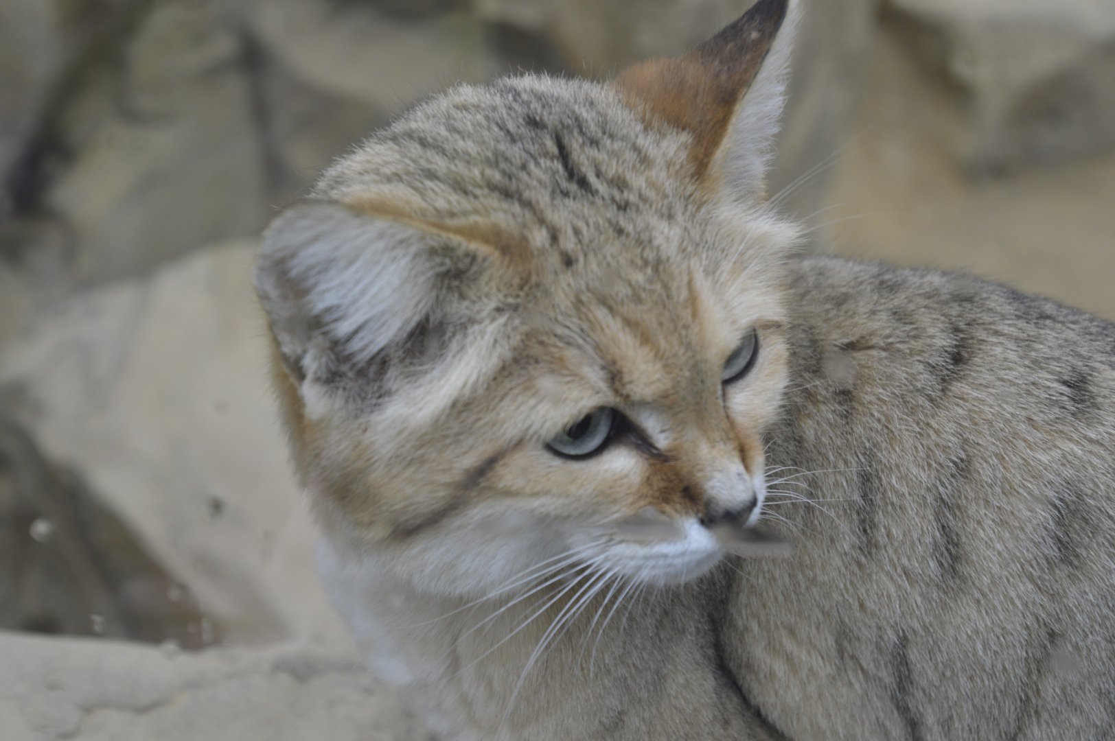 Sand Cat - Exmoor Zoo April 2018