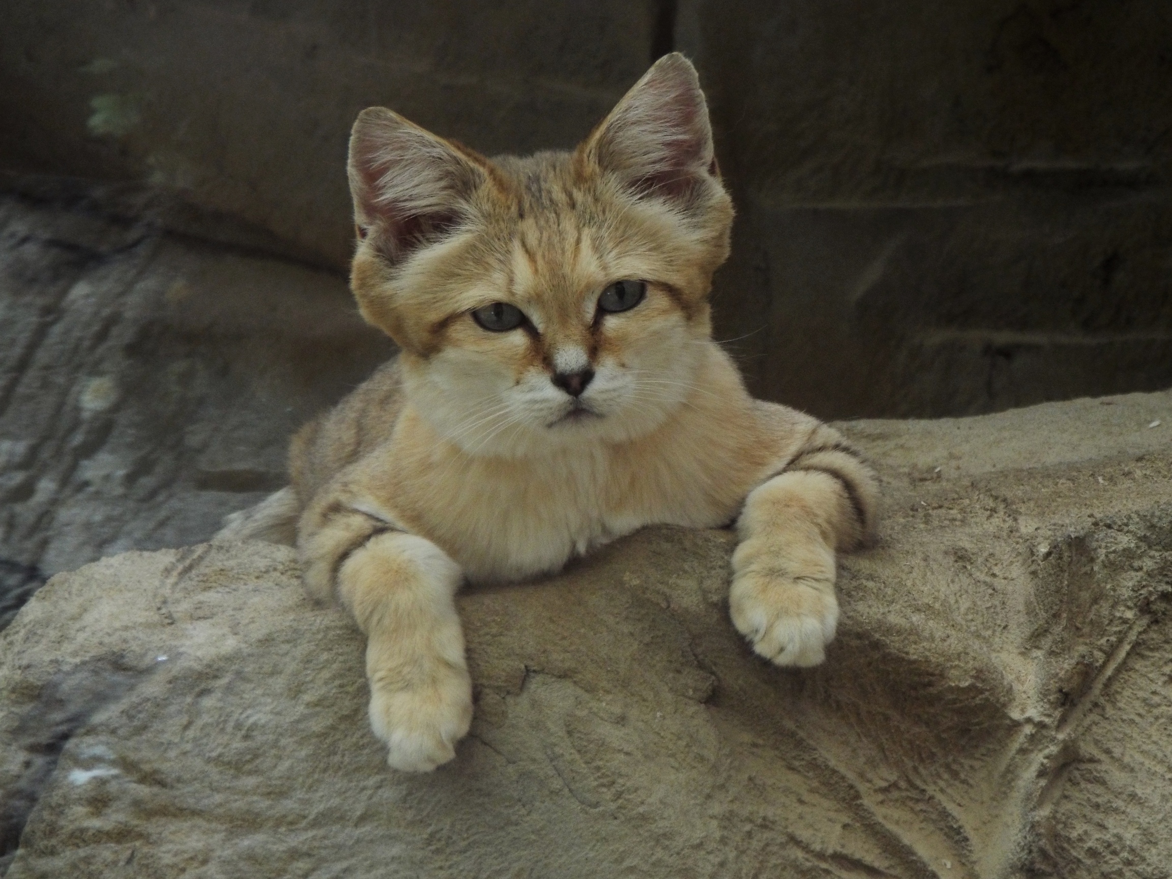 Sand Cat Exmoor Zoo