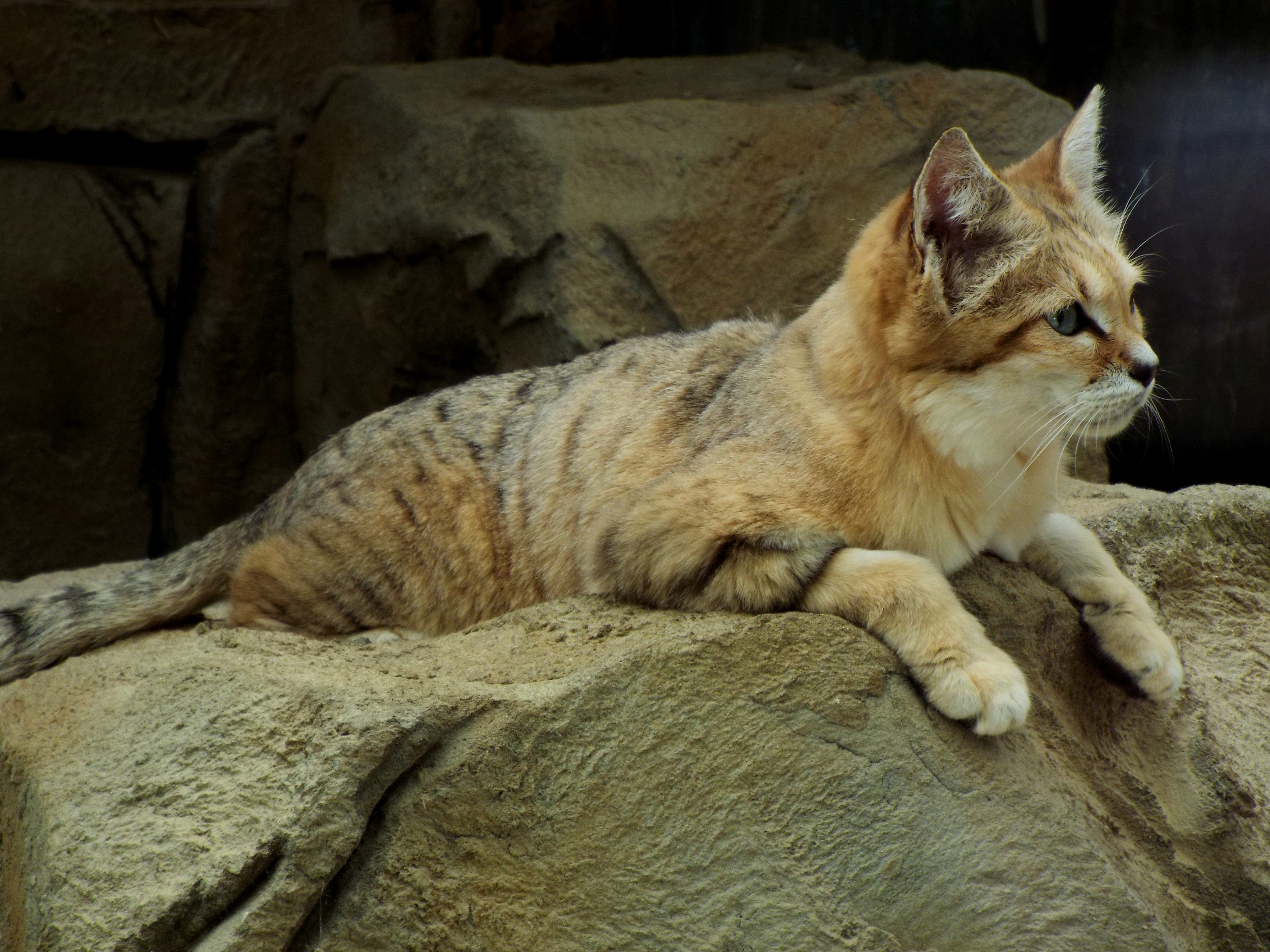 Sand Cat Exmoor Zoo